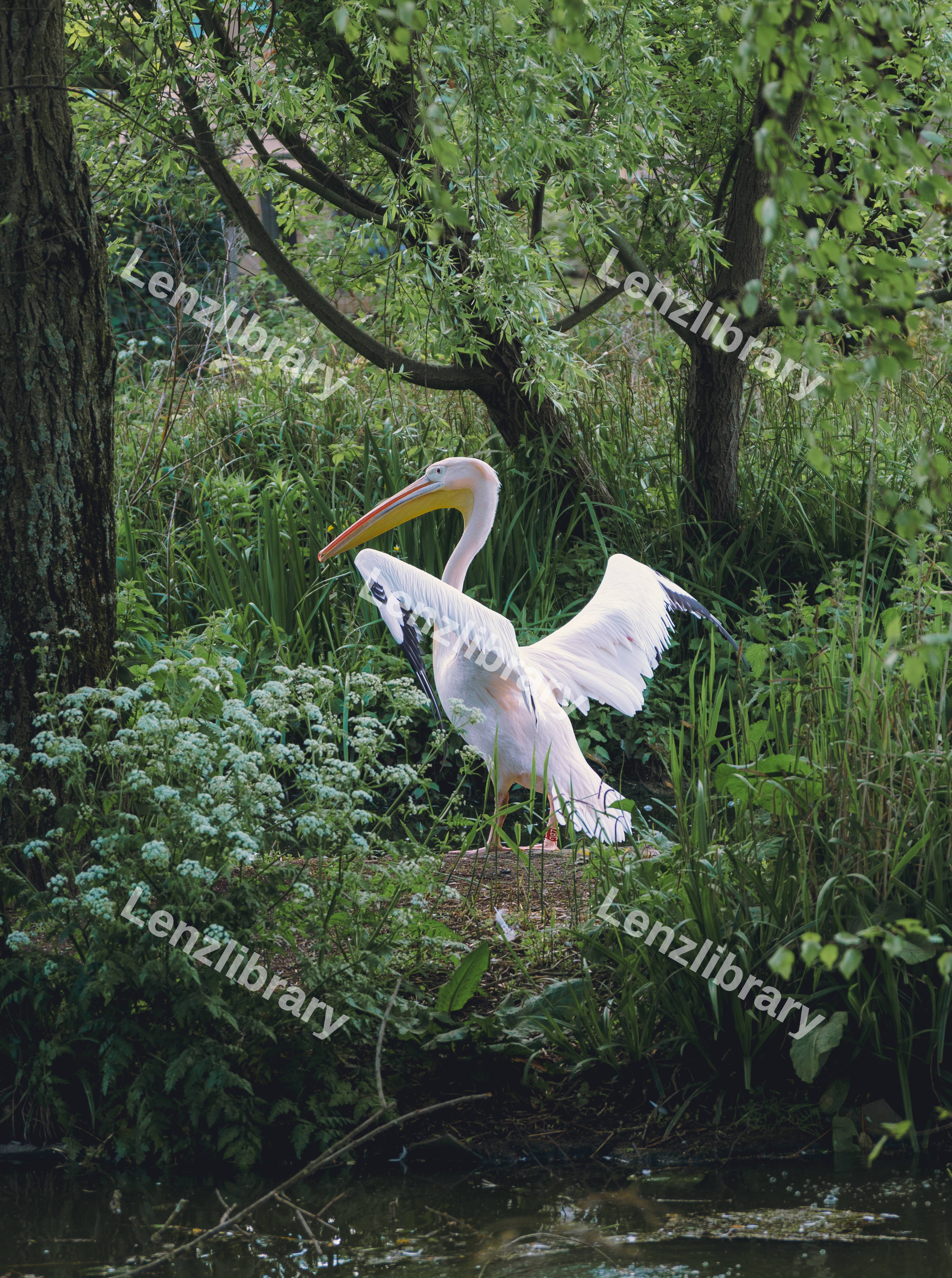 A Pelican Flapping It's Wings